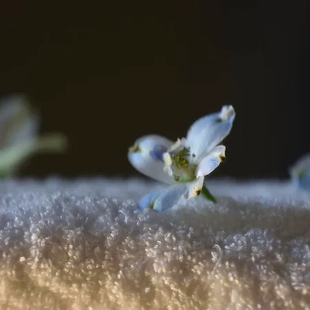 Myconian Naia - Preferred & (adults Only) Otel Mykonos Town